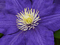 Clematis Beauty of Worcester IMG_4321 Powojnik